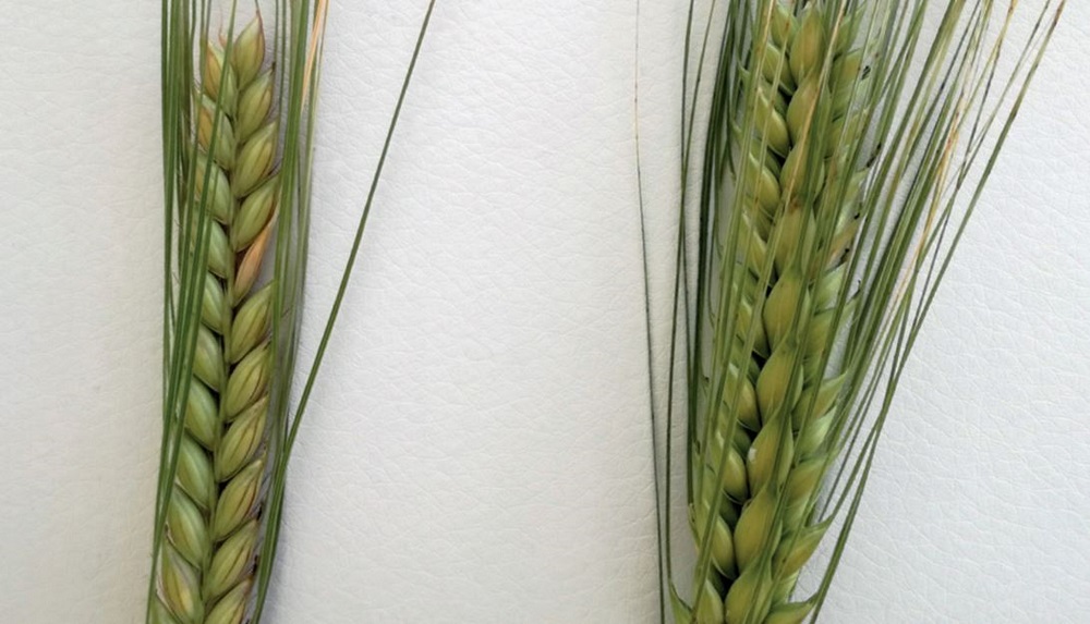Two-row (left) and six-row (right) barley